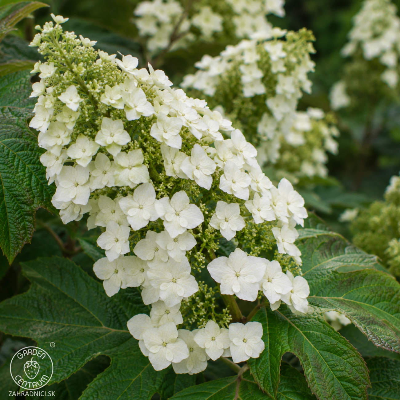 Obrázok Hortenzia dubolistá (Hydrangea quercifolia) 'SNOW QUEEN' - výška 20-30 cm, kont. C2L